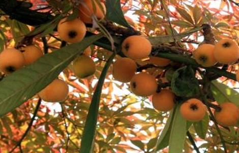 枇杷怎么种植(枇杷怎么种植盆栽)