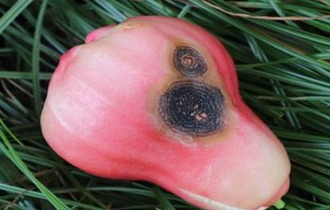 莲雾病虫害防治 莲雾病虫害防治技术在国内的研究现状