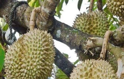 榴莲种植管理要点 榴莲种植管理要点和措施