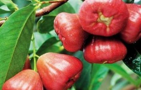 莲雾种植管理技术 莲雾种植管理技术与管理