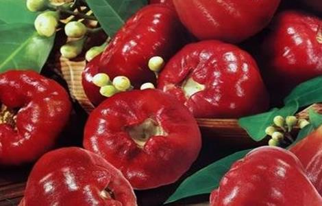 莲雾种植管理技术