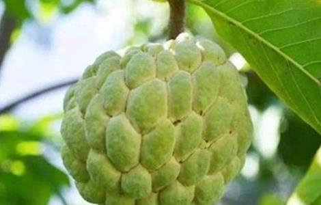 释迦果种植条件 释迦果栽种条件