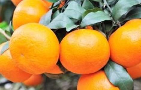 沃柑种植注意事项 沃柑种植注意事项和禁忌