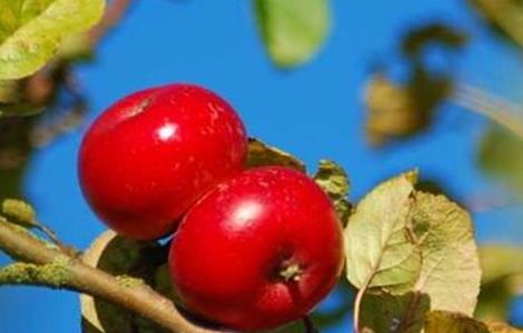 水果种植业的风险（水果种植业的风险点有哪些）