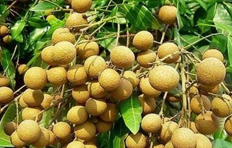 龙眼种植风险（龙眼种植条件）