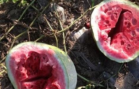 西瓜空心厚皮的原因（西瓜空心厚皮是什么原因）