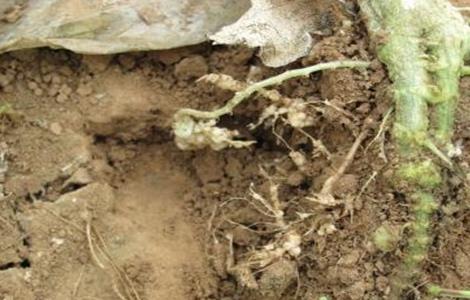 西瓜的生理特性 西瓜的特性是什么