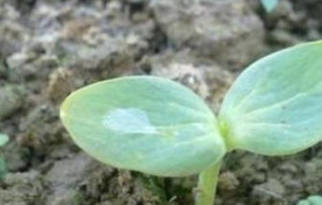 西瓜的生育期 西瓜的生育期是多少天