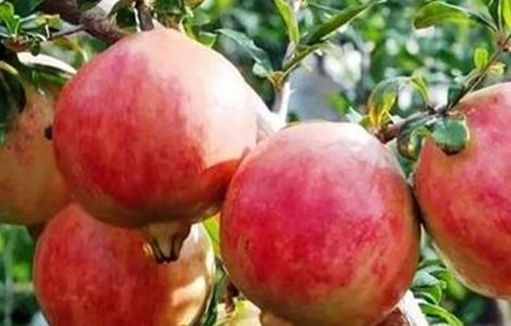 石榴产量如何提高 石榴产量怎么样