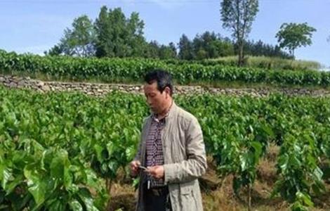 桑树的施肥技术 桑树怎样施肥效果最好