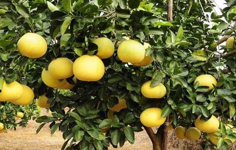 如何提高柚子的甜度 怎么才能让柚子更甜