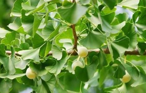 银杏树不结果什么原因(银杏树不结果的原因)