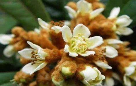 枇杷花期的管理技术 枇杷花期管理技术视频