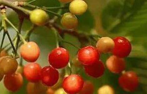 樱桃成熟期落果原因及防治方法(樱桃成熟期落果原因及防治方法是什么)