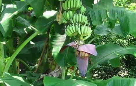 香蕉迟抽蕾的管理要点（香蕉抽蕾后保持多少片叶子）