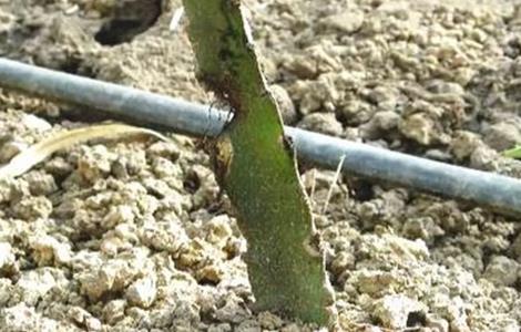 火龙果根系四大问题及解决方法(火龙果根系不好怎么办)