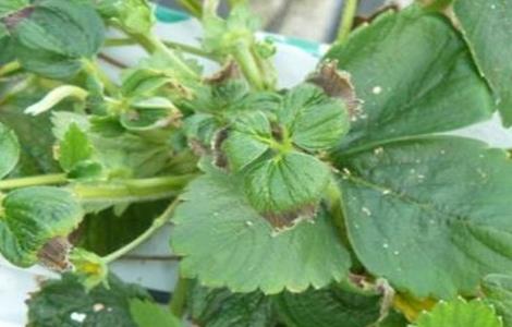 草莓冻害严重怎么办 草莓冻害严重怎么办图片