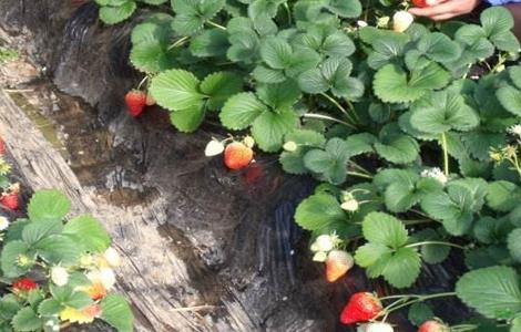 草莓春季管理注意事项（草莓春季管理注意事项视频）