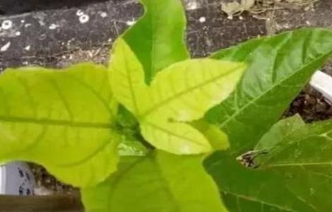 黄金百香果叶片发黄原因及防治措施 黄金百香果叶子变黄的原因