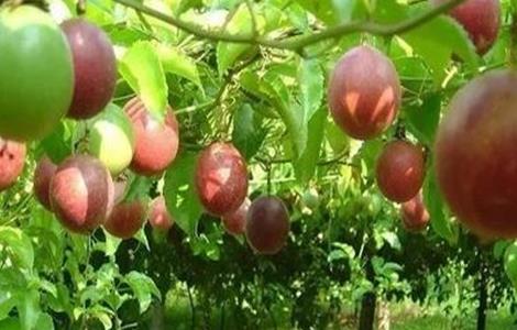 百香果秋种注意事项 百香果种植季节和注意事项