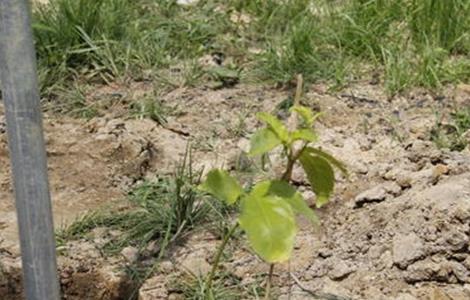 百香果幼苗移栽注意事项 百香果幼苗移栽注意事项视频
