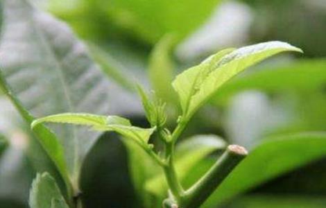 百香果的春季管理要点 百香果的春季管理要点包括