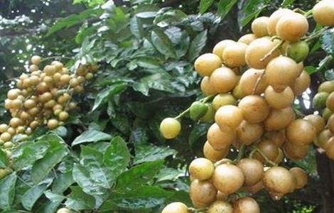 黄皮果黄叶原因及防治方法 黄皮果树叶黄怎么办