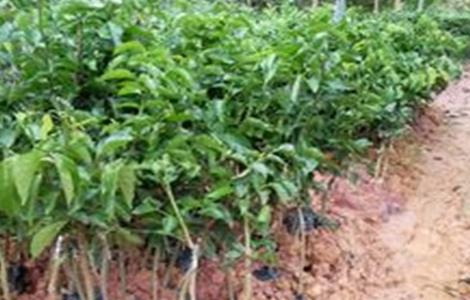 黄皮果的育苗技术（黄皮果的育苗技术有哪些）