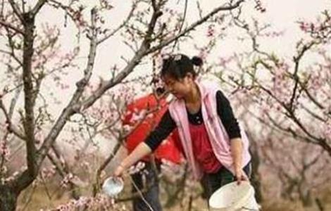 桃树春季施肥要点 桃树全年施肥技术要点