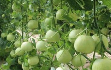 露地香瓜的种植技术 露地香瓜的种植技术与管理