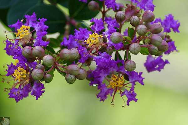紫薇花能吃吗，怎样种植紫薇花（紫薇花可以食用吗）