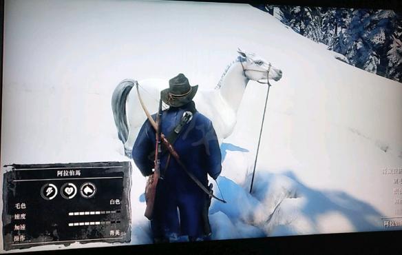 荒野大镖客2阿拉伯马在哪里 荒野大镖客2如何找到阿拉伯马