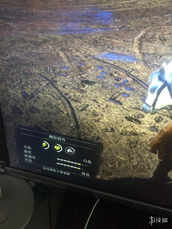 荒野大镖客2稀有阿拉伯马获取攻略 荒野大镖客2怎么得到阿拉伯马