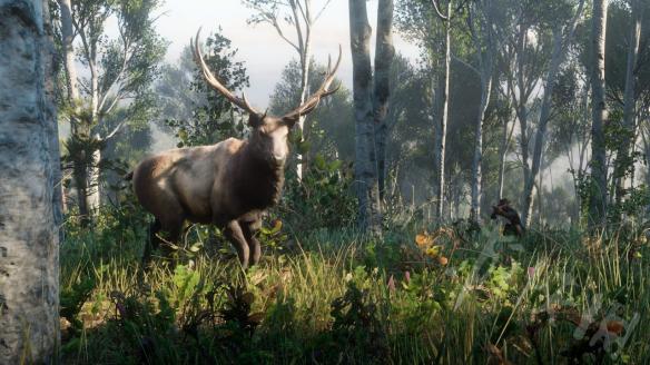 荒野大镖客2红腹啄木鸟在哪 荒野大镖客2红腹啄木鸟在哪抓