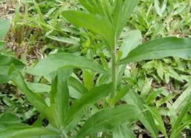 茼蒿种植技术和注意事项介绍 茼蒿种植注意事项有哪些