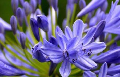 百子莲怎么盆栽 百子莲盆栽图片