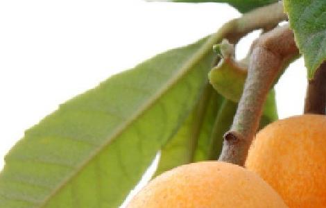 大果枇杷的种植栽培技术 大果枇杷的种植栽培技术视频