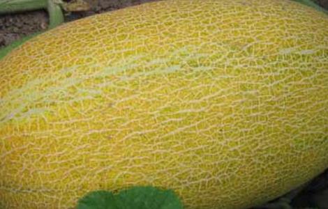 哈密瓜种植技术（哈密瓜种植技术全程）