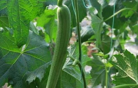 丝瓜高产种植技术 丝瓜的高产种植技术