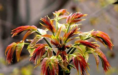 香椿高效栽培技术 香椿高效栽培技术视频