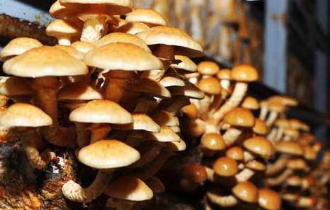 滑子菇高产栽培技术(滑子菇高产栽培技术)
