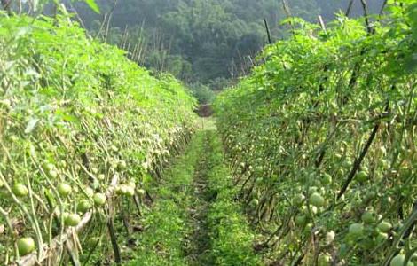 常见蔬菜露天种植时间（夏季露天种植蔬菜）