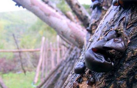 黑木耳的栽培条件 黑木耳的栽培条件和方法