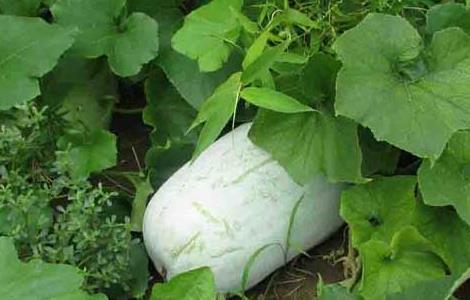 冬瓜的种植时间是什么时候 冬瓜的种植时间是什么时候开始的