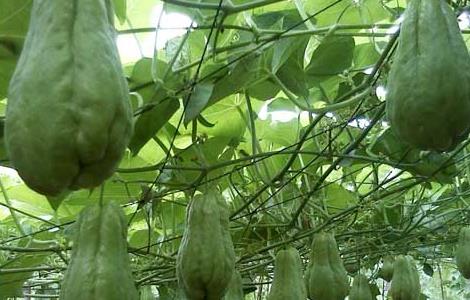 佛手瓜栽培技术 佛手瓜栽培技术要点