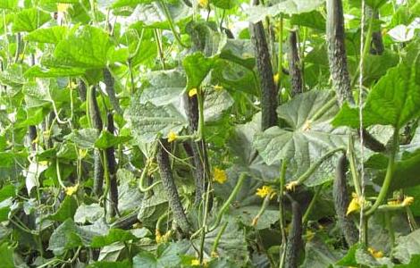 黄瓜炭疽病防治技术（黄瓜炭疽病防治技术方法）
