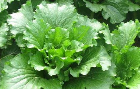 大白菜栽培技术 大白菜种植时间和方法