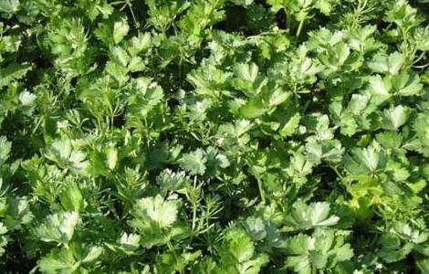 芹菜种植技术（芹菜种植技术和种植时间和气温）