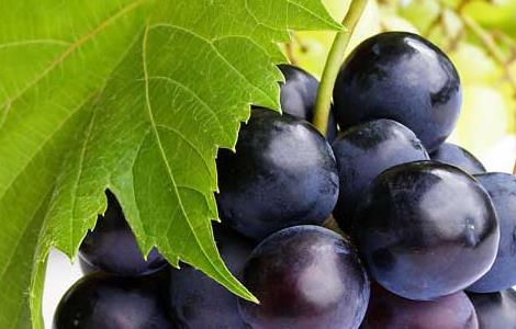 葡萄的品种有哪些? 葡萄的品种有哪些?名字叫什么