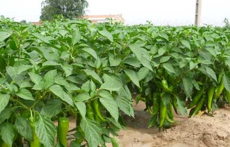 辣椒种植效益影响因素 辣椒种植效益影响因素研究